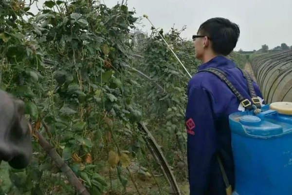 四季豆卷叶怎么办，出现害虫喷施对应药物