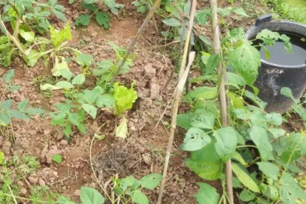 四季豆卷叶怎么办，出现害虫喷施对应药物