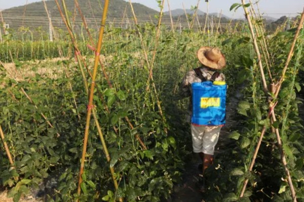 四季豆卷叶怎么办，出现害虫喷施对应药物