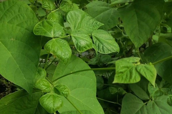 四季豆卷叶怎么办，出现害虫喷施对应药物