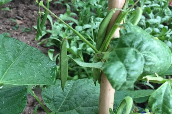 四季豆卷叶怎么办，出现害虫喷施对应药物