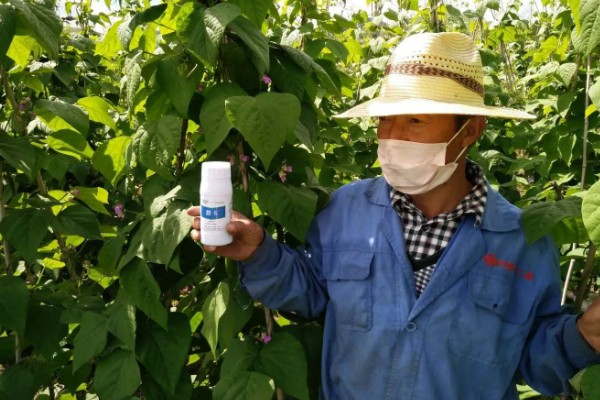 四季豆卷叶怎么办，出现害虫喷施对应药物