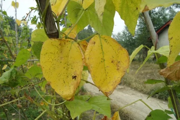 四季豆卷叶怎么办，出现害虫喷施对应药物