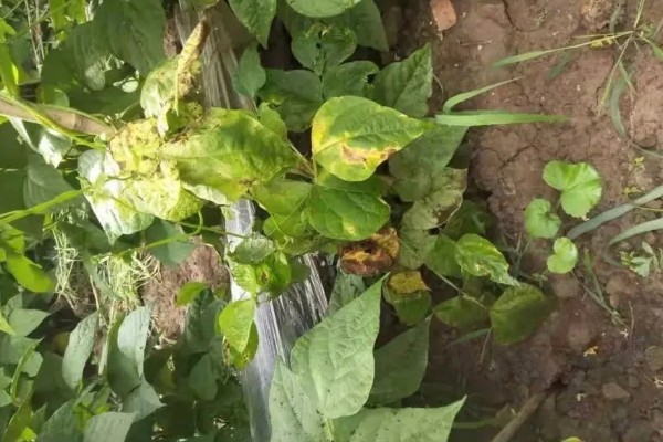 四季豆卷叶怎么办，出现害虫喷施对应药物
