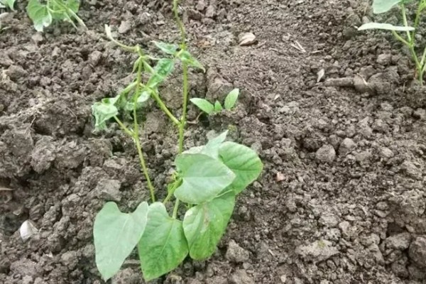 四季豆卷叶怎么办，出现害虫喷施对应药物