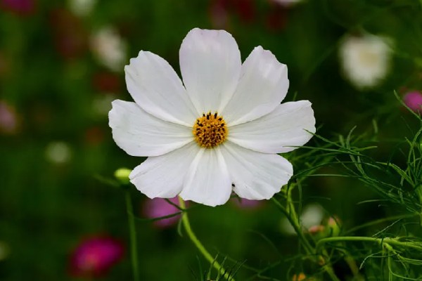 秋英花有什么花语，具有高洁、初恋、自由等含义