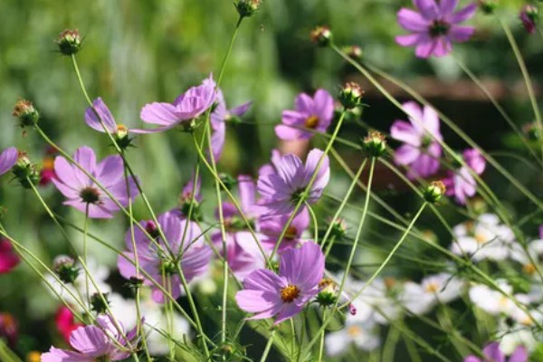 秋英花有什么花语，具有高洁、初恋、自由等含义