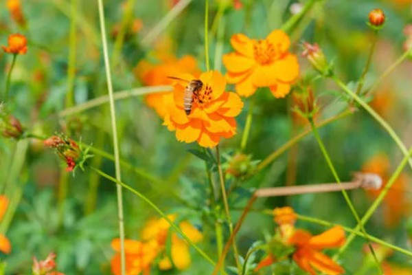 秋英花有什么花语，具有高洁、初恋、自由等含义