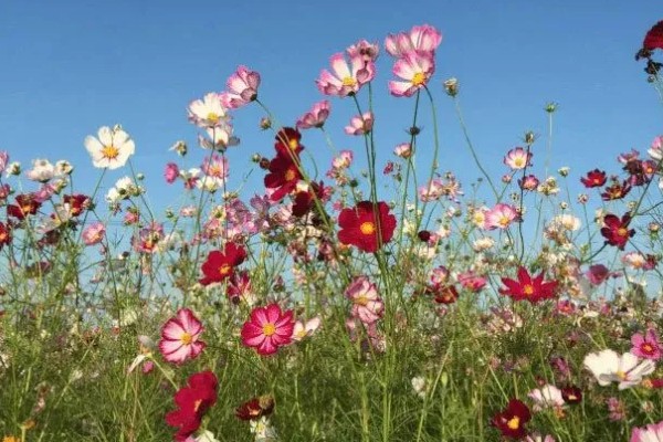 秋英花有什么花语，具有高洁、初恋、自由等含义