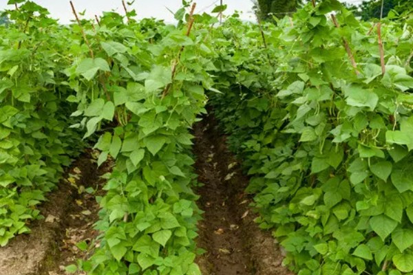 四季豆卷叶怎么办，出现害虫喷施对应药物