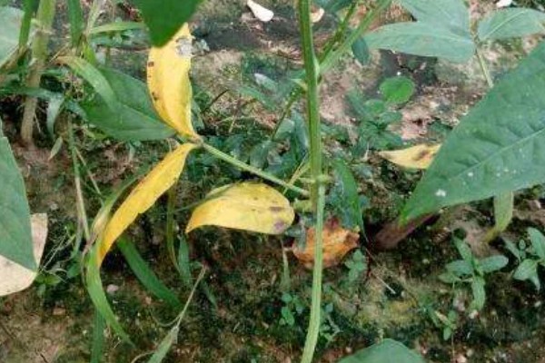 四季豆卷叶怎么办，出现害虫喷施对应药物