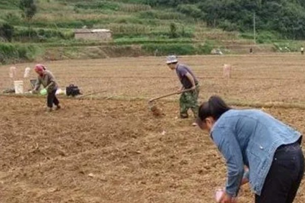 自己种芦笋的方法，在2-3月份播种育苗