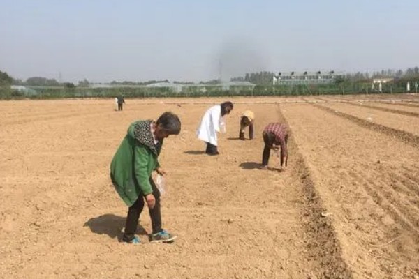 自己种芦笋的方法，在2-3月份播种育苗