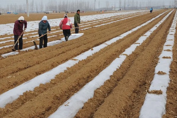 自己种芦笋的方法，在2-3月份播种育苗