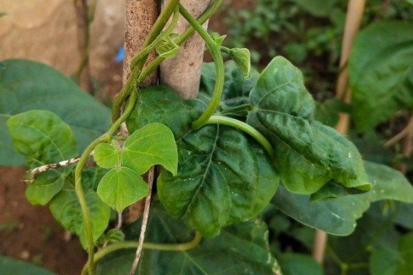 四季豆卷叶怎么办，出现害虫喷施对应药物