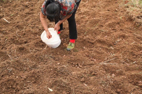 自己种芦笋的方法，在2-3月份播种育苗