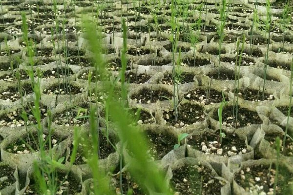 自己种芦笋的方法，在2-3月份播种育苗