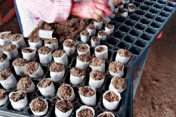 自己种芦笋的方法，在2-3月份播种育苗