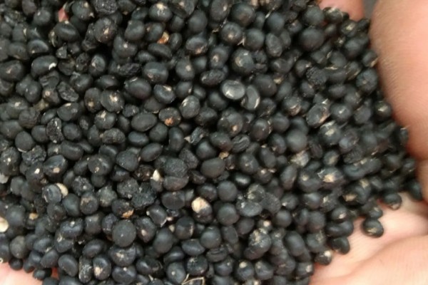 自己种芦笋的方法，在2-3月份播种育苗