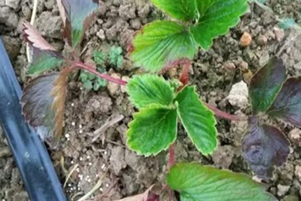 草莓茎秆发红的原因，可能是冬季温度过低所致