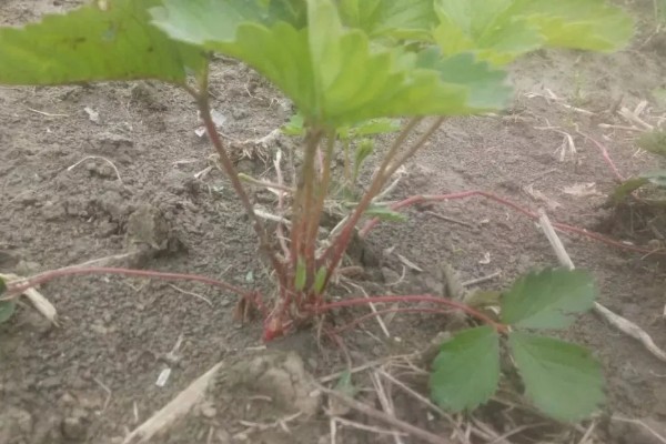 草莓茎秆发红的原因，可能是冬季温度过低所致