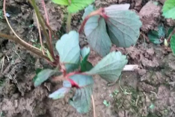 草莓茎秆发红的原因，可能是冬季温度过低所致
