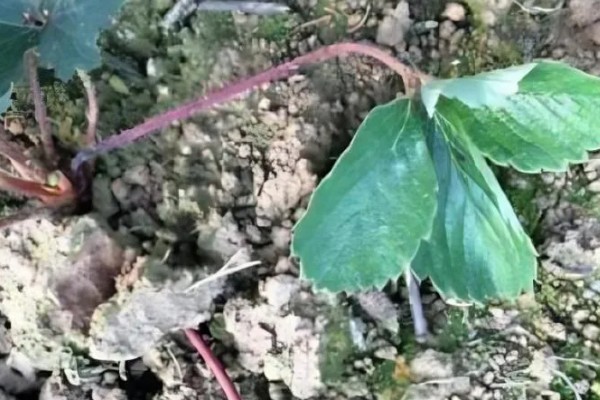 草莓茎秆发红的原因，可能是冬季温度过低所致