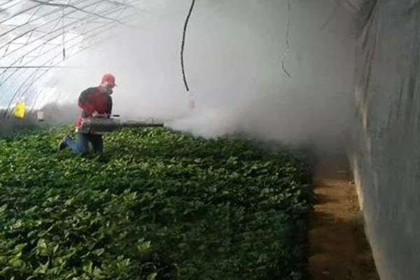 草莓茎秆发红的原因，可能是冬季温度过低所致