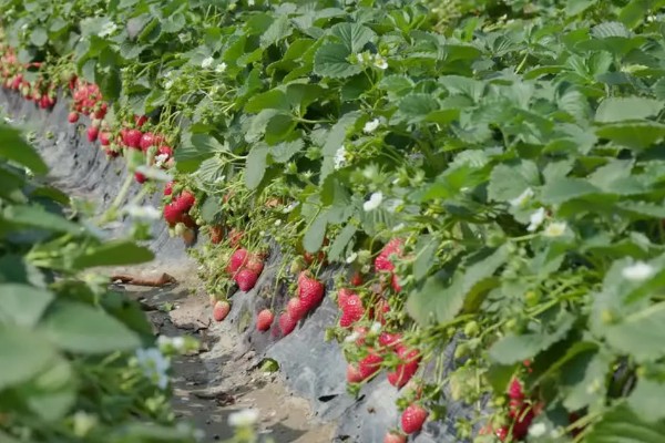 草莓茎秆发红的原因，可能是冬季温度过低所致