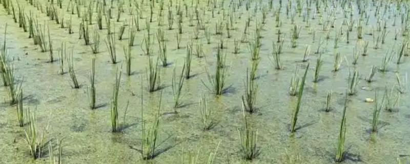 荸荠如何栽培，初期田间保持浅水2-3cm