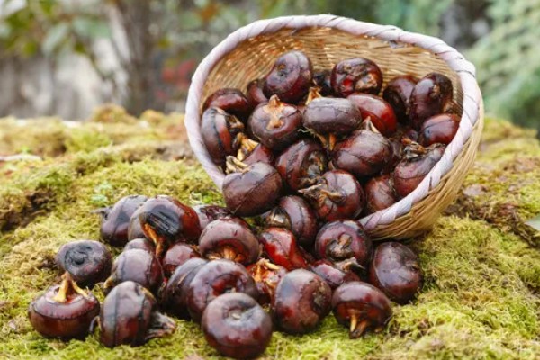 荸荠如何栽培，初期田间保持浅水2-3cm