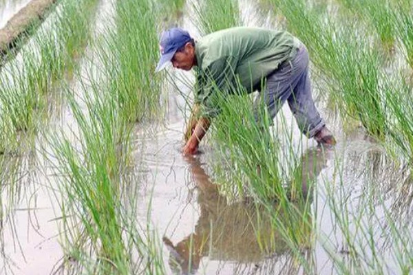 荸荠如何栽培，初期田间保持浅水2-3cm