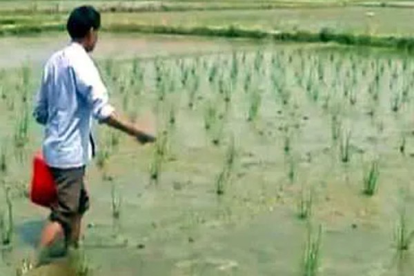荸荠如何栽培，初期田间保持浅水2-3cm
