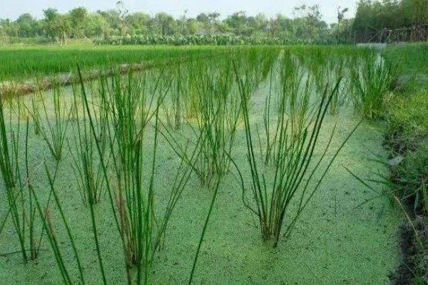 荸荠如何栽培，初期田间保持浅水2-3cm