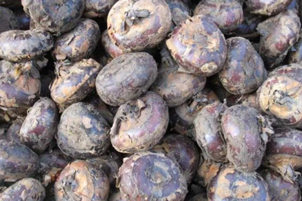 荸荠如何栽培，初期田间保持浅水2-3cm