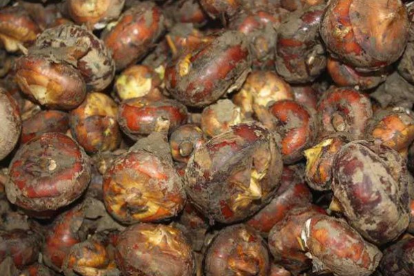 荸荠如何栽培，初期田间保持浅水2-3cm