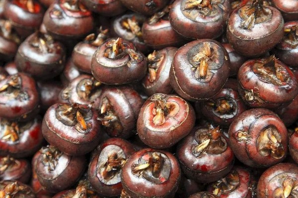 荸荠如何栽培，初期田间保持浅水2-3cm