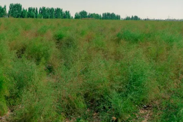 自己种芦笋的方法，在2-3月份播种育苗