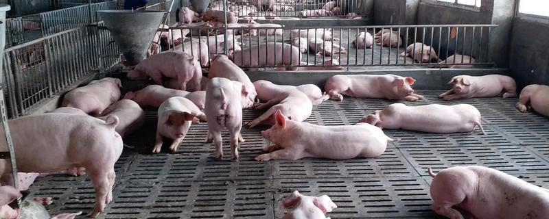 猪腹泻如何治疗，可采用停食法、驱虫法等