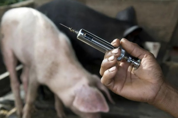 猪腹泻如何治疗，可采用停食法、驱虫法等