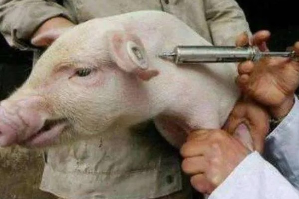 猪腹泻如何治疗，可采用停食法、驱虫法等