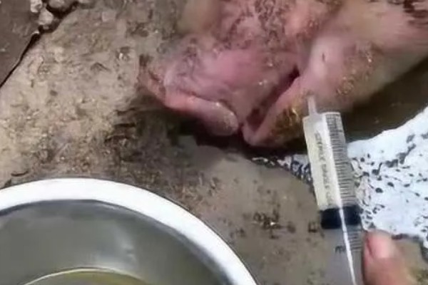 猪腹泻如何治疗，可采用停食法、驱虫法等