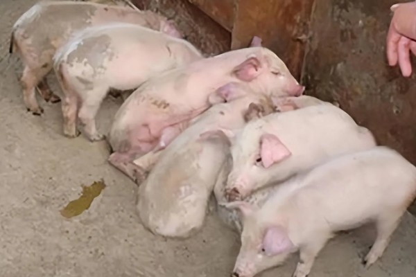 猪腹泻如何治疗，可采用停食法、驱虫法等