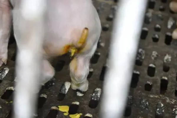 猪腹泻如何治疗，可采用停食法、驱虫法等