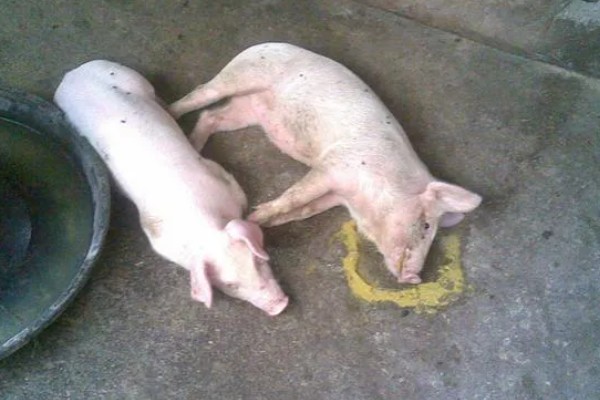 猪腹泻如何治疗，可采用停食法、驱虫法等