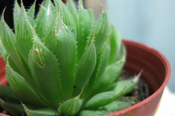 夏季怎么养水晶掌，追施经过稀释的有机肥可促进生长