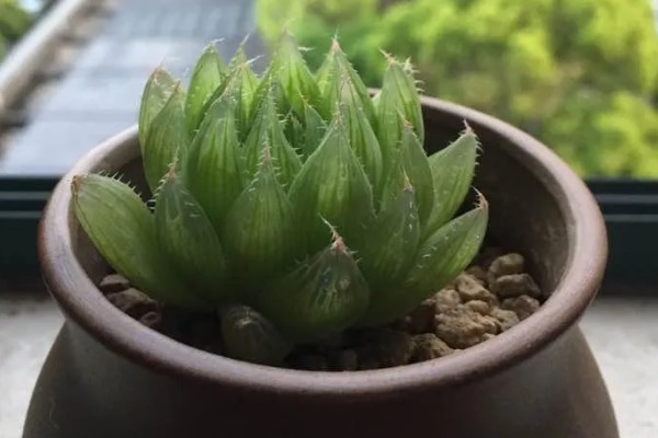 夏季怎么养水晶掌，追施经过稀释的有机肥可促进生长