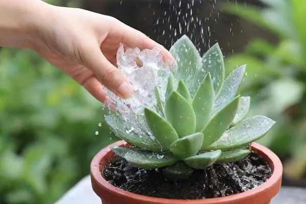 夏季怎么养水晶掌，追施经过稀释的有机肥可促进生长