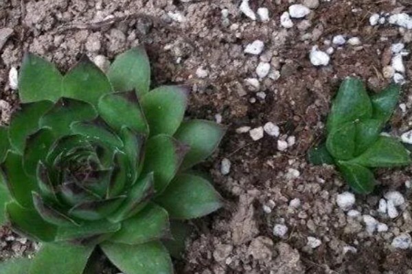 夏季怎么养水晶掌，追施经过稀释的有机肥可促进生长