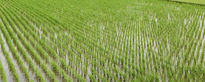 水稻泥包虫怎么防治，可喷施晶体敌百虫等药物